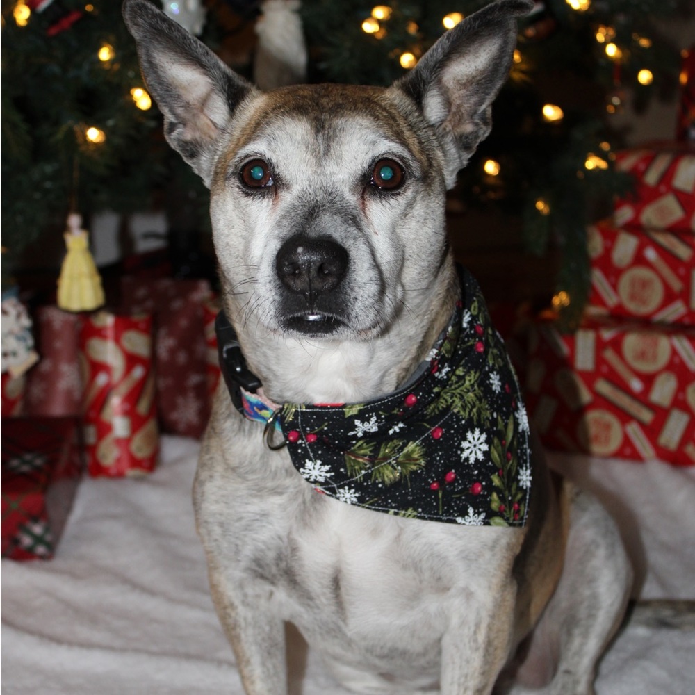 Handmade Reversible pet bandana in red banana print - Picture 4 of 5